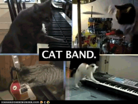 CatBand
