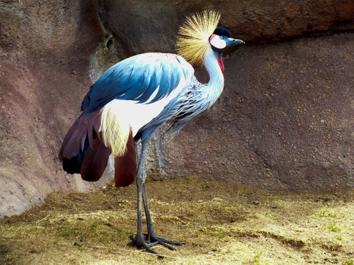 The African Crowned Crane
