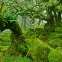 Moss Covered Forest in Dartmoor, England