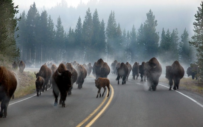 Morning rush hour traffic in Yellowstone