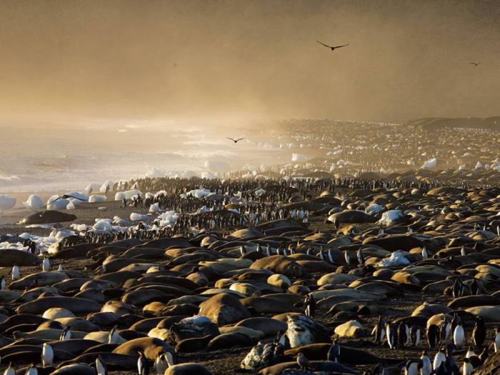 King Penguins and Elephant Seals