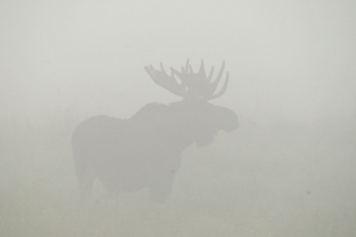moose-fog