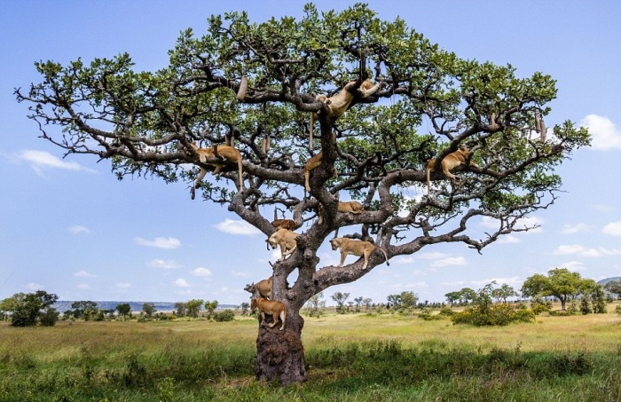 15 Lions On A Sturdy Tree In Central Serengeti, Tanzania